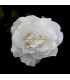 ROSE VELOUR 12 X 6 CMS.