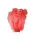 PLUME FRISÉE DE CANARD 15 CMS.