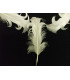 PLUME FRISÉE DE CANARD 15 CMS.