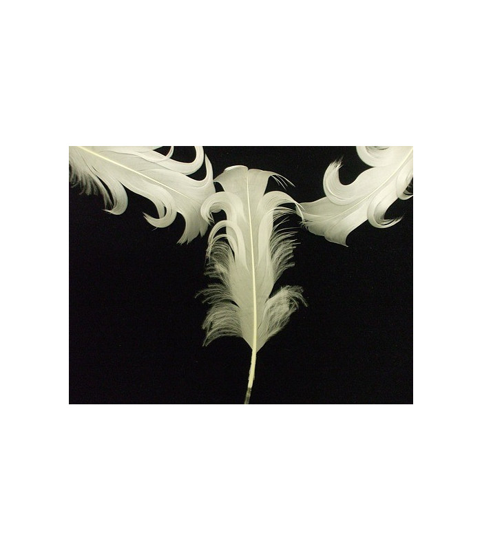PLUME FRISÉE DE CANARD 15 CMS.