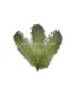 PLUME FRISÉE DE CANARD 15 CMS.
