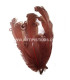 PLUME FRISÉE DE CANARD 15 CMS.