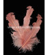 PLUME FRISÉE DE CANARD 15 CMS.
