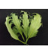 PLUME FRISÉE DE CANARD 15 CMS.