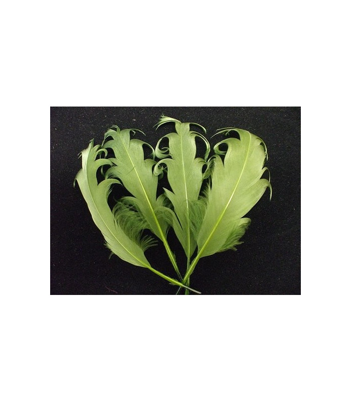 PLUME FRISÉE DE CANARD 15 CMS.