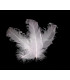 PLUME FRISÉE DE CANARD 15 CMS.