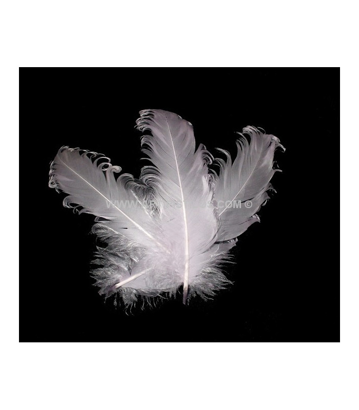 PLUME FRISÉE DE CANARD 15 CMS.