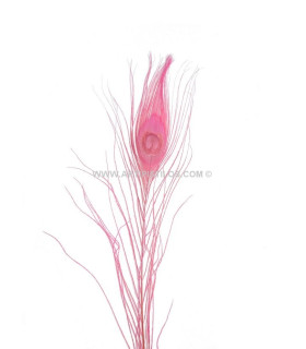 PLUME DE PAON BRÛLÉ TEINTÉ