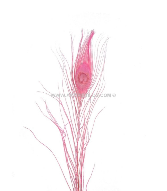 PLUME DE PAON BRÛLÉ TEINTÉ