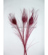 PLUME DE PAON BRÛLÉ TEINTÉ
