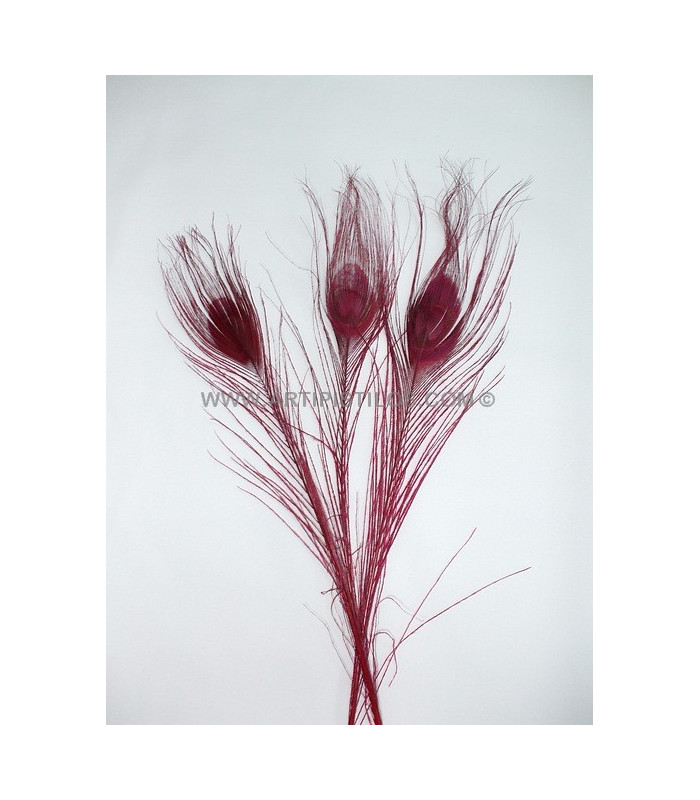 PLUME DE PAON BRÛLÉ TEINTÉ