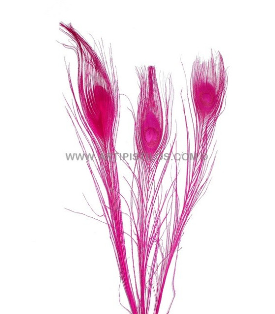 Plume De Paon Brûlé Teinté Fuchsia 25/28 Cms. De Alto - Plumes De Paon