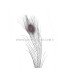 PLUME DE PAON BRÛLÉ TEINTÉ