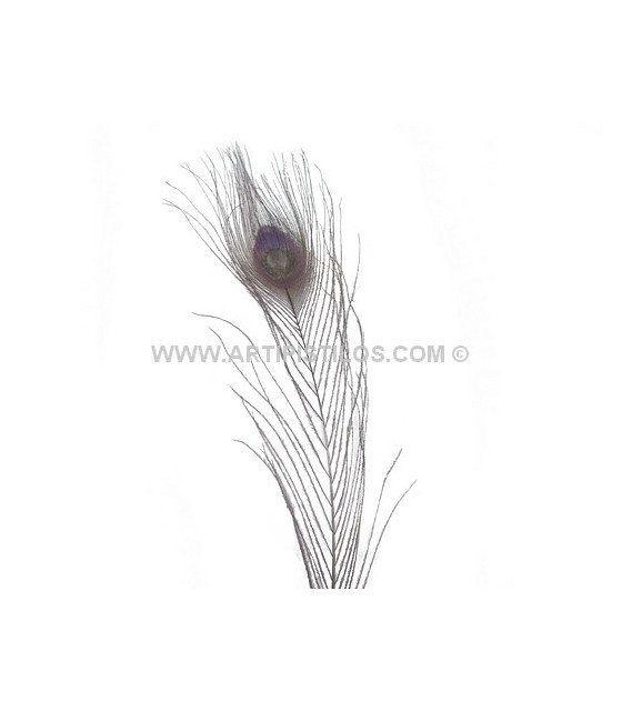 Plume De Paon Brûlé Teinté 25/28 Cms. De Alto Lila Viejo - Plumes De Paon