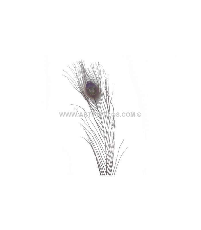 PLUME DE PAON BRÛLÉ TEINTÉ