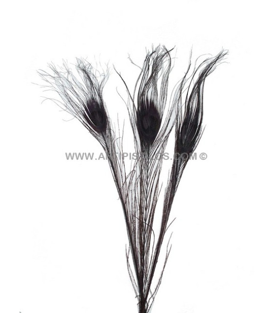 Plume De Paon Brûlé Teinté Chocolate 25/28 Cms. De Alto - Plumes De Paon