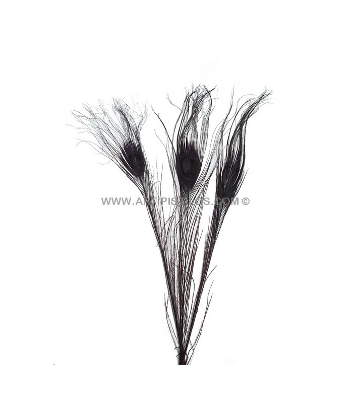 PLUME DE PAON BRÛLÉ TEINTÉ