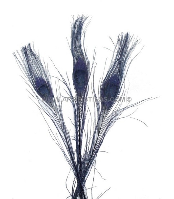 Plume De Paon Brûlé Teinté Azul Marino - Navy 25/28 Cms. De Alto - Plumes De Paon