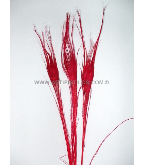 Plume De Paon Brûlé Teinté Rouge 25/28 Cms. De Alto - Plumes De Paon