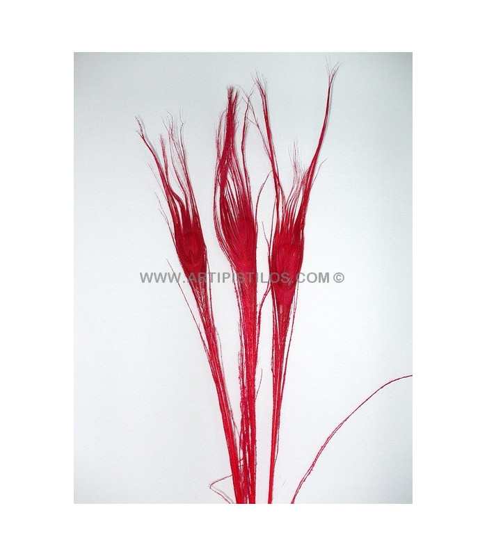 PLUME DE PAON BRÛLÉ TEINTÉ