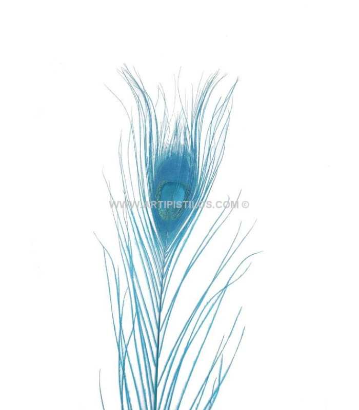 PLUME DE PAON BRÛLÉ TEINTÉ