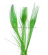 PLUME DE PAON BRÛLÉ TEINTÉ