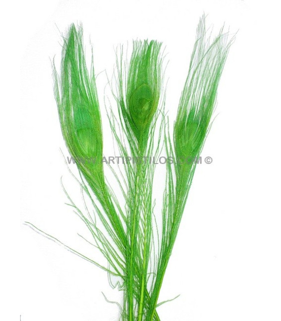 Plume De Paon Brûlé Teinté Vert 25/28 Cms. De Alto - Plumes De Paon