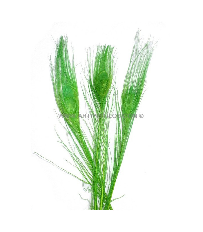 PLUME DE PAON BRÛLÉ TEINTÉ