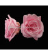 ROSE PRÉSERVÉE 6 CMS.