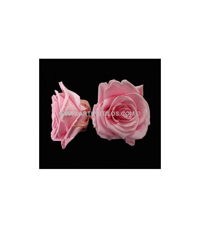 ROSE PRÉSERVÉE 6 CMS.
