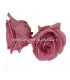 ROSE PRÉSERVÉE 6 CMS.