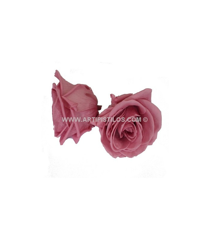 ROSE PRÉSERVÉE 6 CMS.