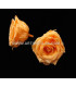 ROSE PRÉSERVÉE 6 CMS.