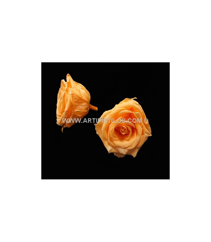 ROSE PRÉSERVÉE 6 CMS.