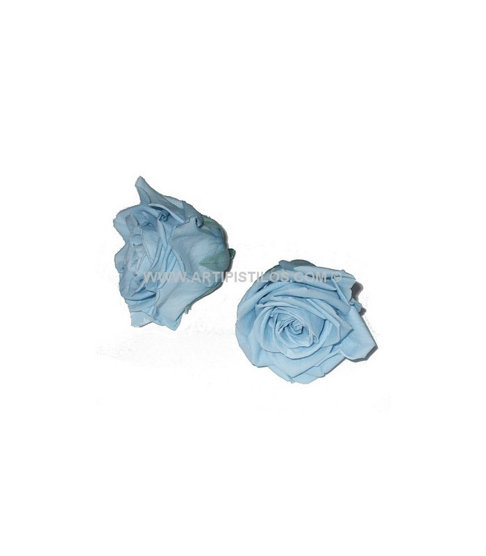 ROSE PRÉSERVÉE 6 CMS.