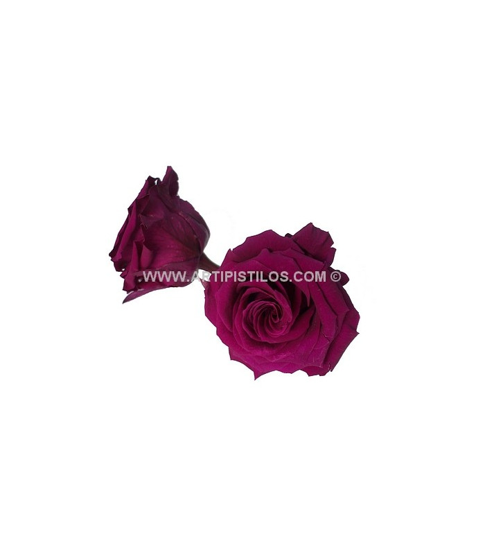 ROSE PRÉSERVÉE 6 CMS.