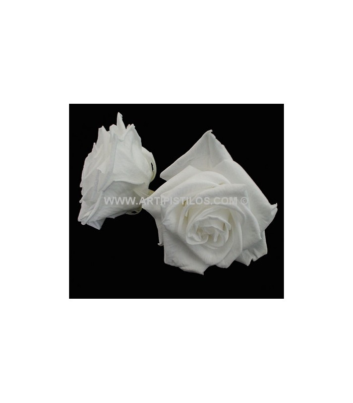 ROSE GRANDE PRÉSERVÉE 9 CMS.