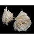 ROSE GRANDE PRÉSERVÉE 9 CMS.