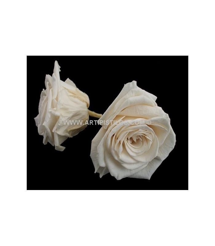 ROSE GRANDE PRÉSERVÉE 9 CMS.