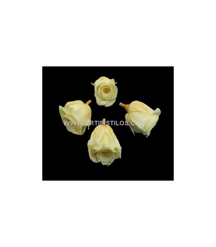 PETITE ROSE PRÉSERVÉE 2 X 2 CMS.