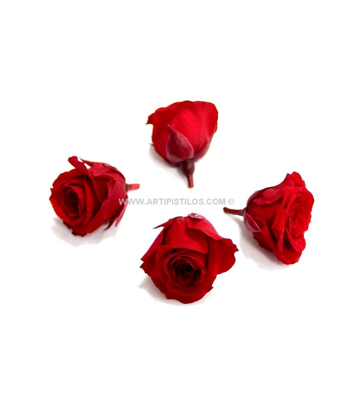 PETITE ROSE PRÉSERVÉE 2 X 2 CMS.