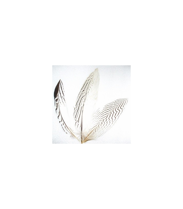 PLUME DE FAISAN ARGENTÉ 30 - 35 CMS.