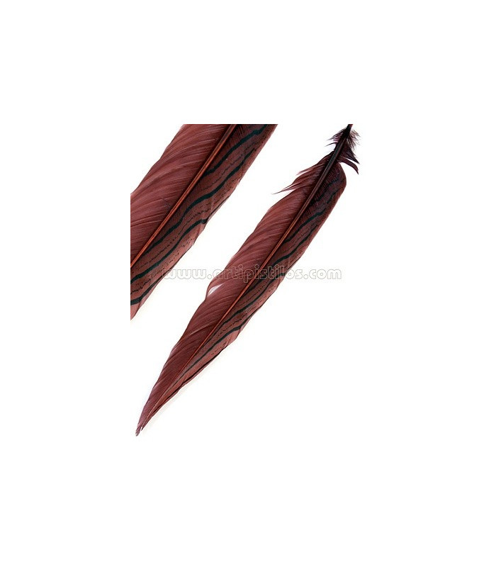 PLUME DE FAISAN ARGENTÉ 30 - 35 CMS.