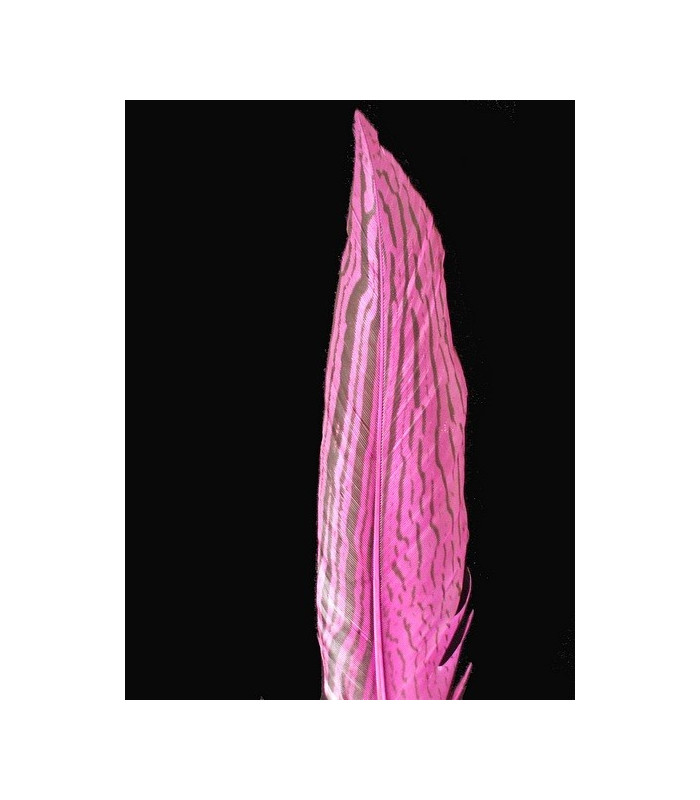 PLUME DE FAISAN ARGENTÉ 30 - 35 CMS.