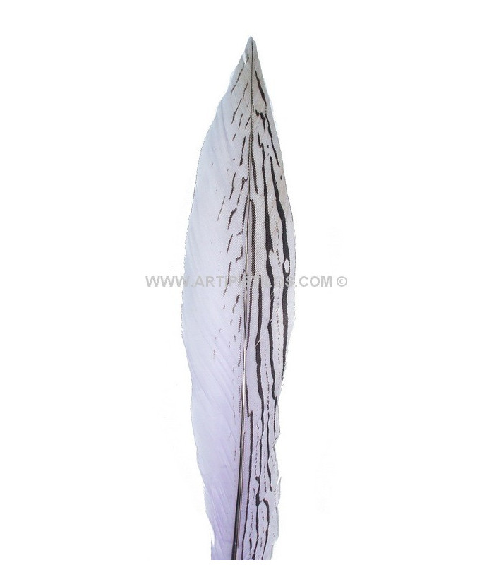 PLUME DE FAISAN ARGENTÉ 30 - 35 CMS.