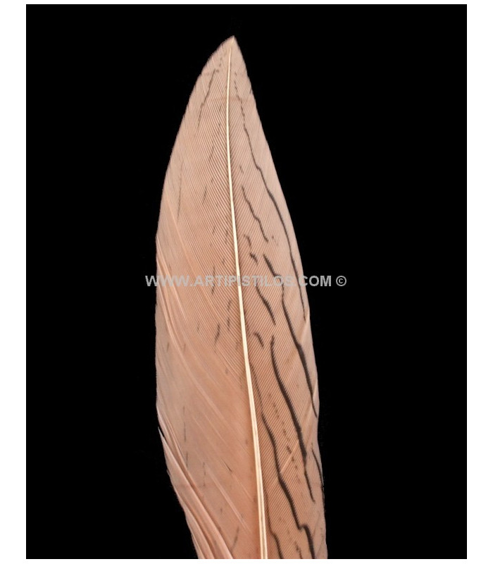 PLUME DE FAISAN ARGENTÉ 30 - 35 CMS.