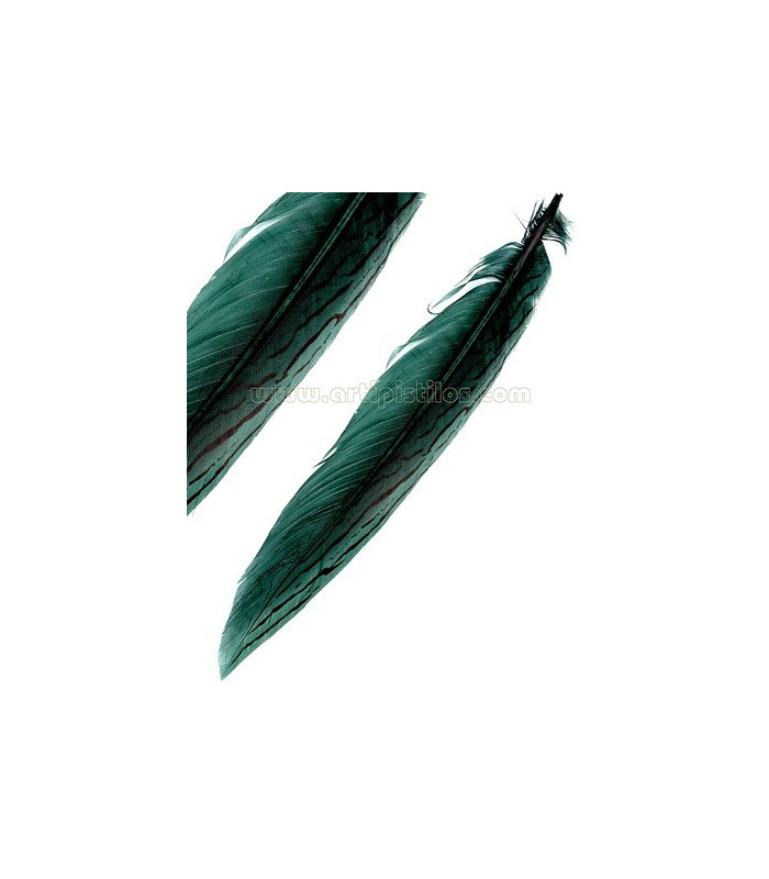 PLUME DE FAISAN ARGENTÉ 30 - 35 CMS.