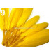 SAC 20 PLUMES DE CANARD 9-14 CMS.
