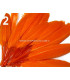 SAC 20 PLUMES DE CANARD 9-14 CMS.