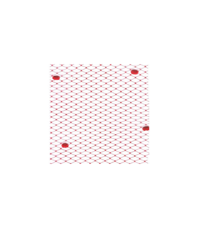 VOILE SPOT